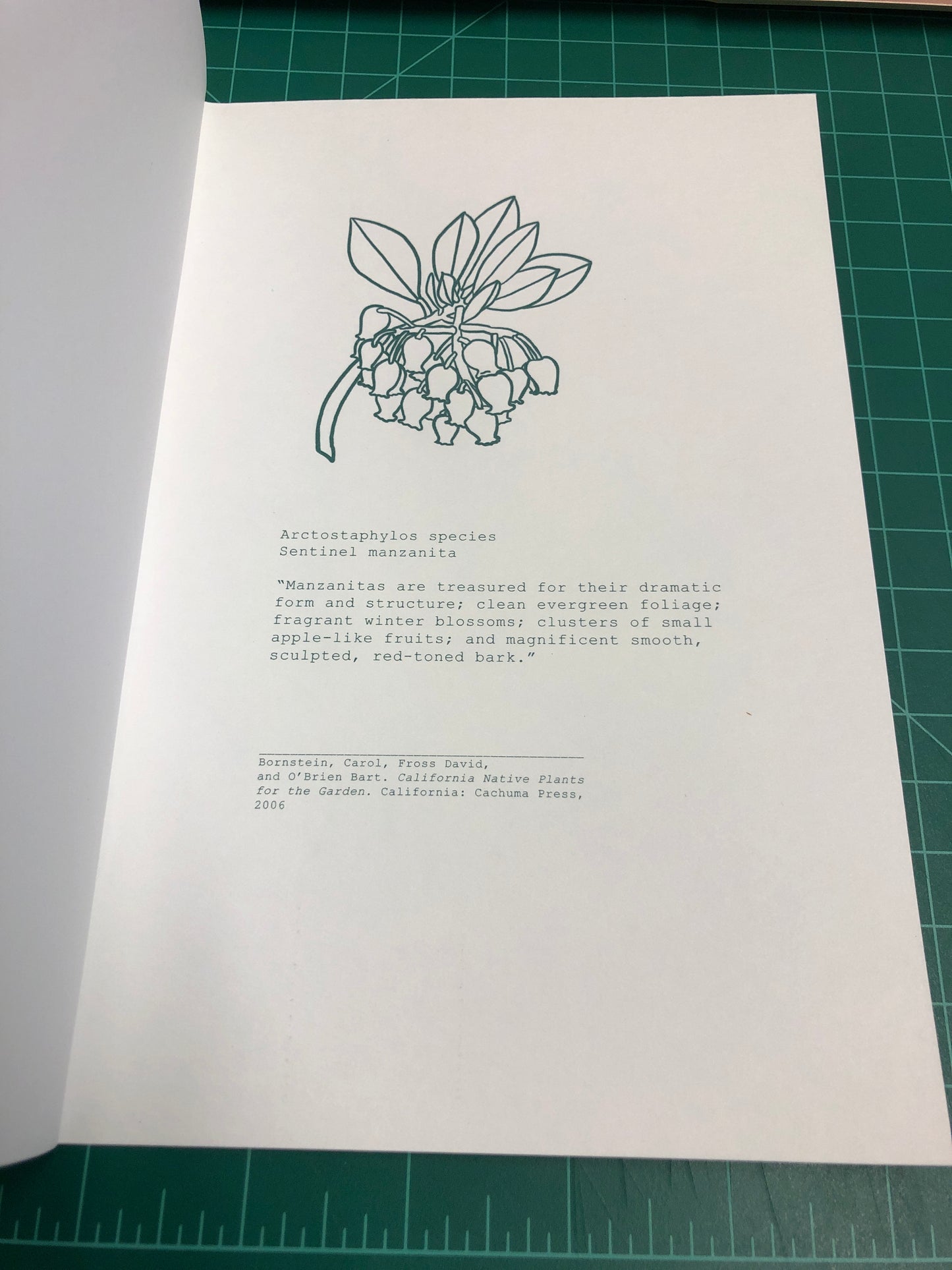 Manzanita Sketchbook - Chartreuse
